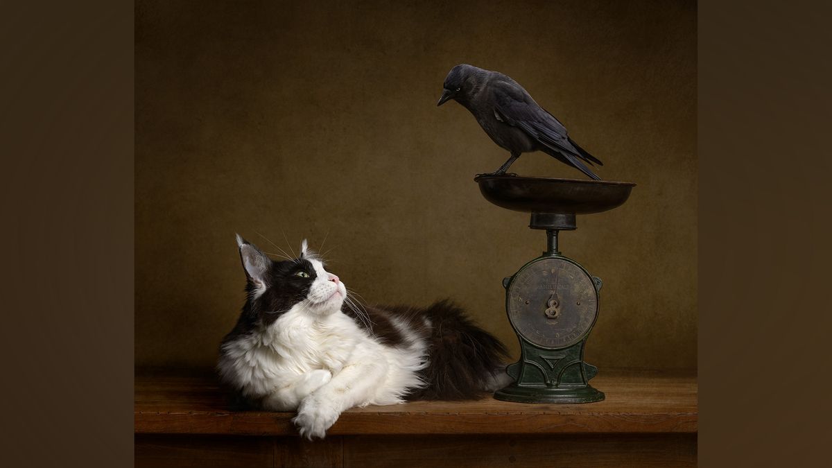 Cat looks at crow stood on weighing scales.
