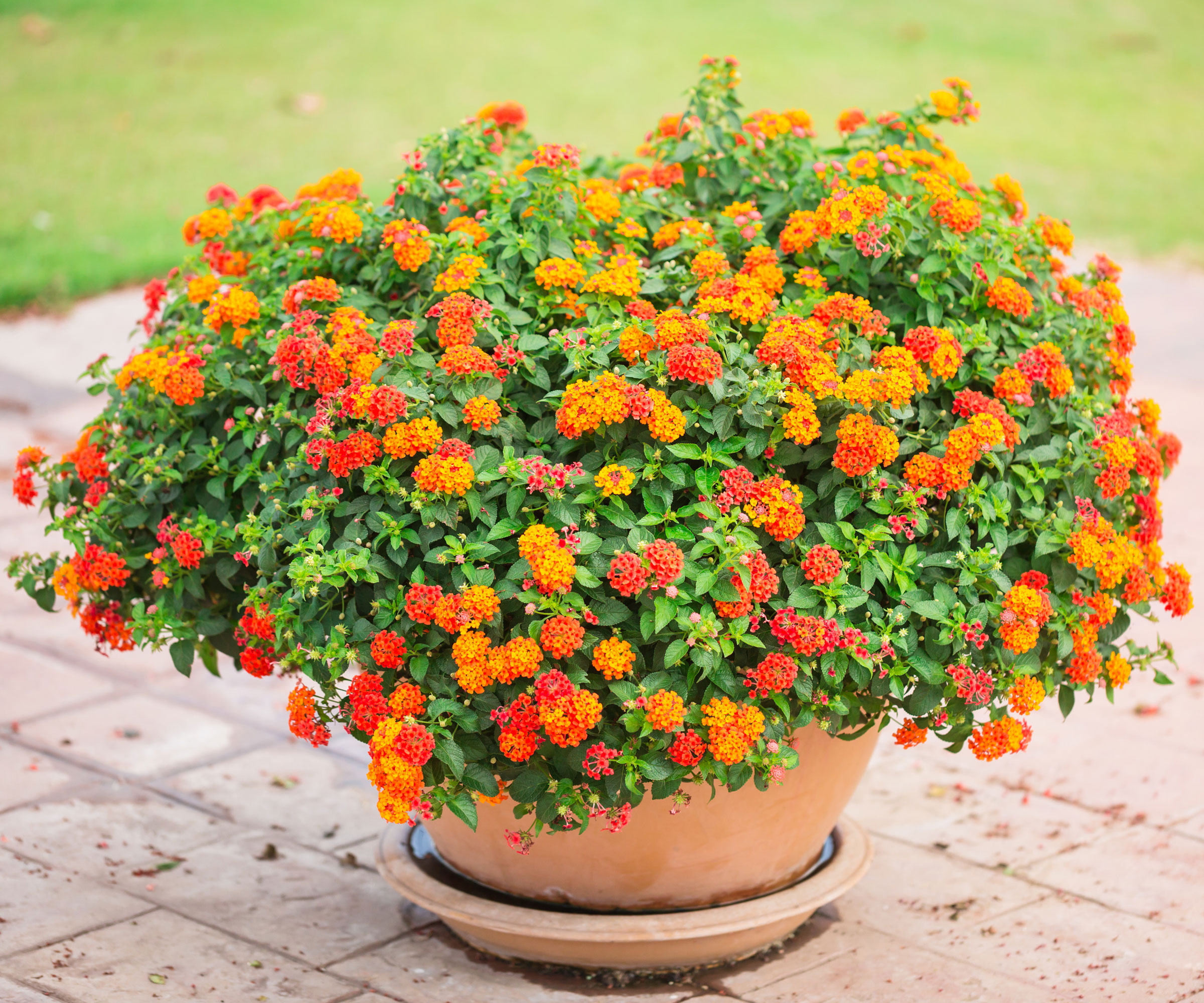 orange lantana plant flowering in pot on patio