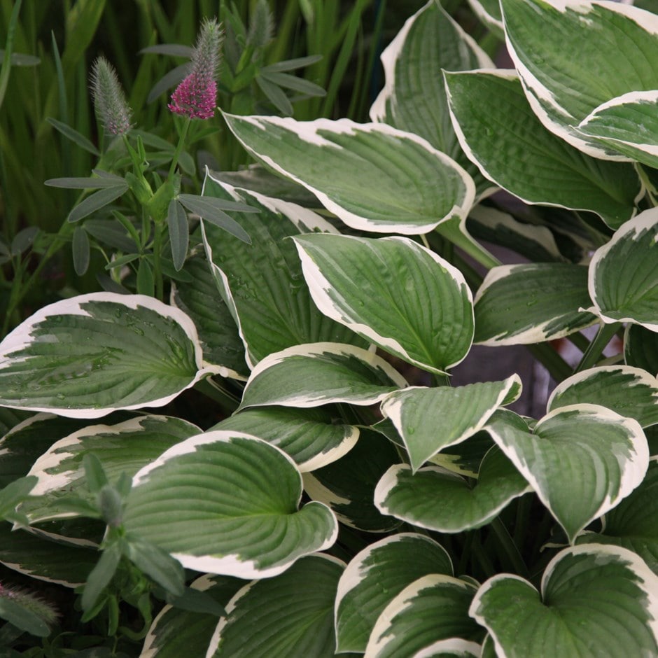 Hosta 'francee' (fortunei)