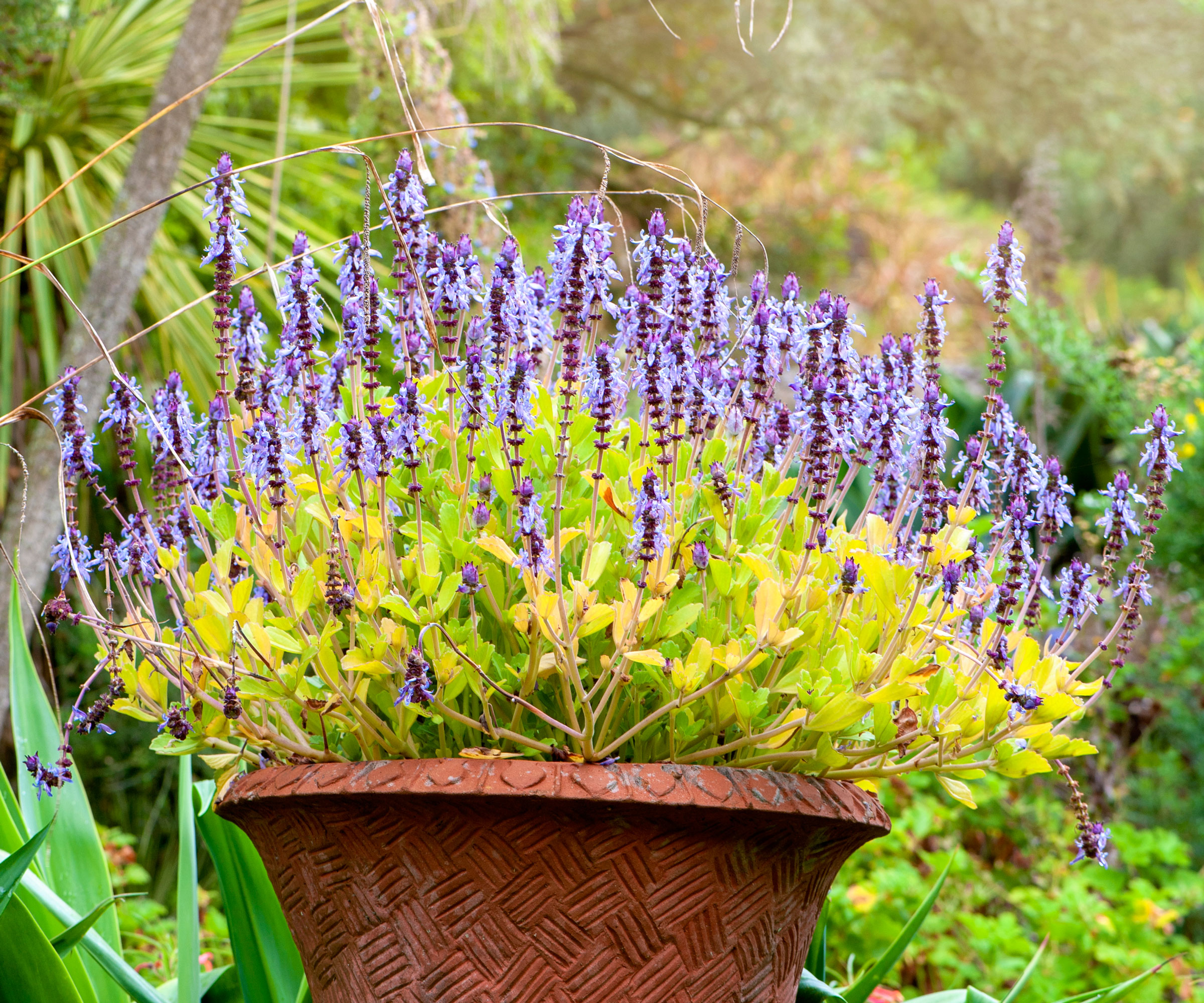 full sun lavender container display