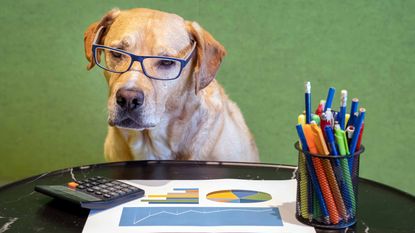A very good dog wearing glasses and looking over his investments. He's a very good boy.