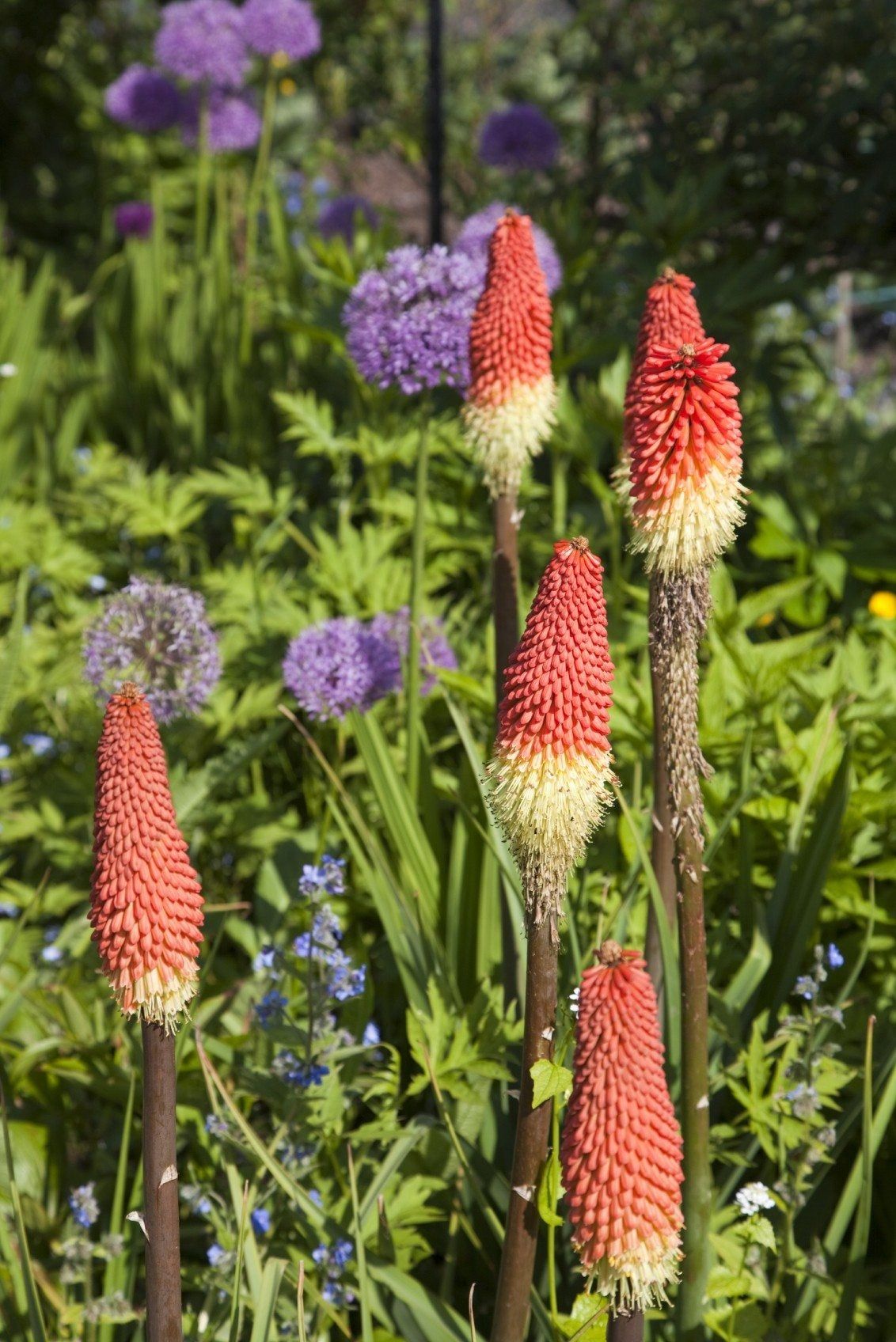 Red Hot Poker Plants And Purple Flowers