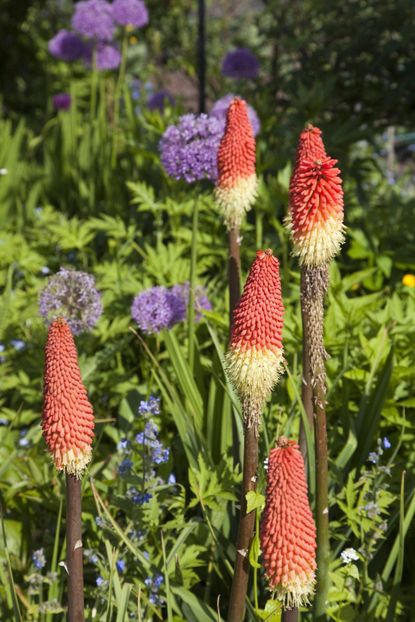 Red Hot Poker Plants And Purple Flowers