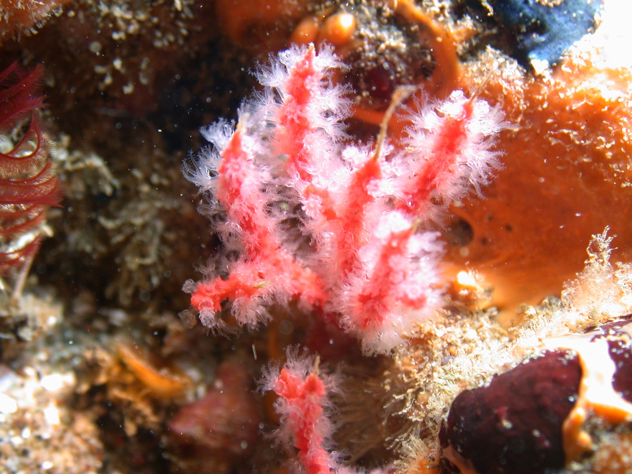 An image of a coral species.