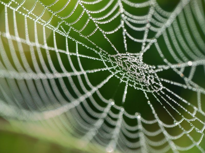 Spider web with dew