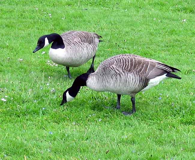 Canada goose shop mexico 66