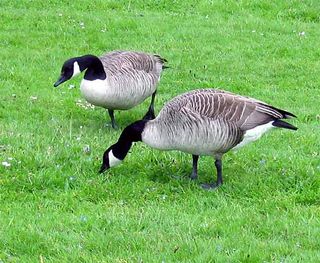 The Canada goose (Branta canadensis), which is sometimes incorrectly referred to as the Canadian goose, has a wingspan of 50 to 67 inches (127 to 170 centimeters) and can weigh from more than 6 pounds to nearly 20 pounds (3 kg to 9 kg).