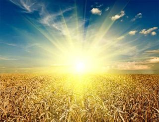 field of wheat under sunny sky
