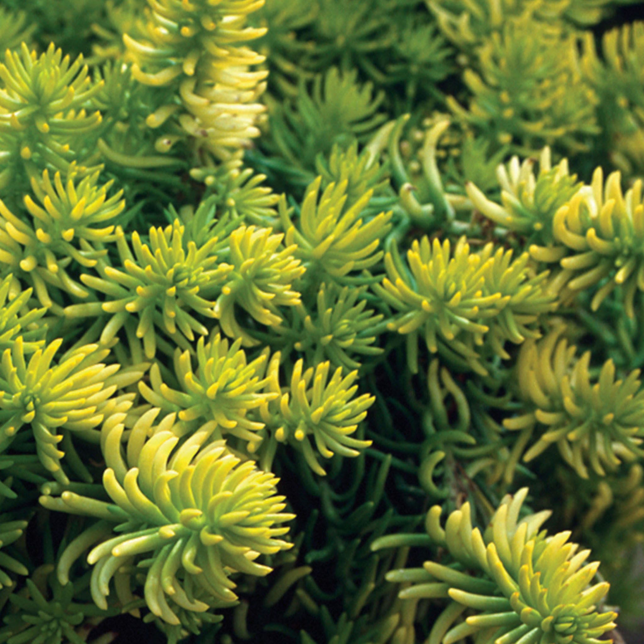 Angelina Sedum Rupestre Plant