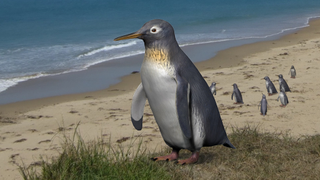 An artist reconstruction of Pakudyptes, which is one of the smallest penguins on record.