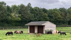 All-7-shetlands-2-The-Horse-Trust.jpg