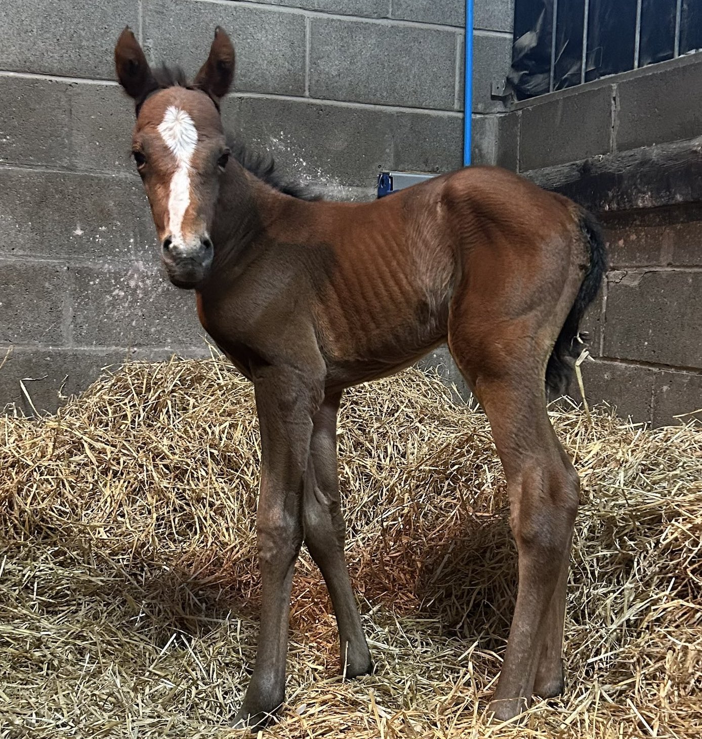 Honeysuckle foal