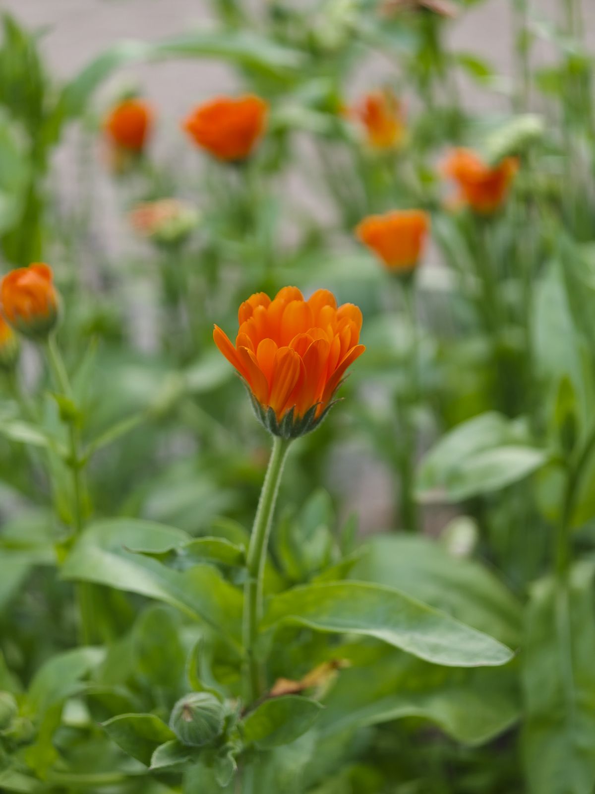 Oppo Find X8 Ultra phone sample image: orange flower closeup