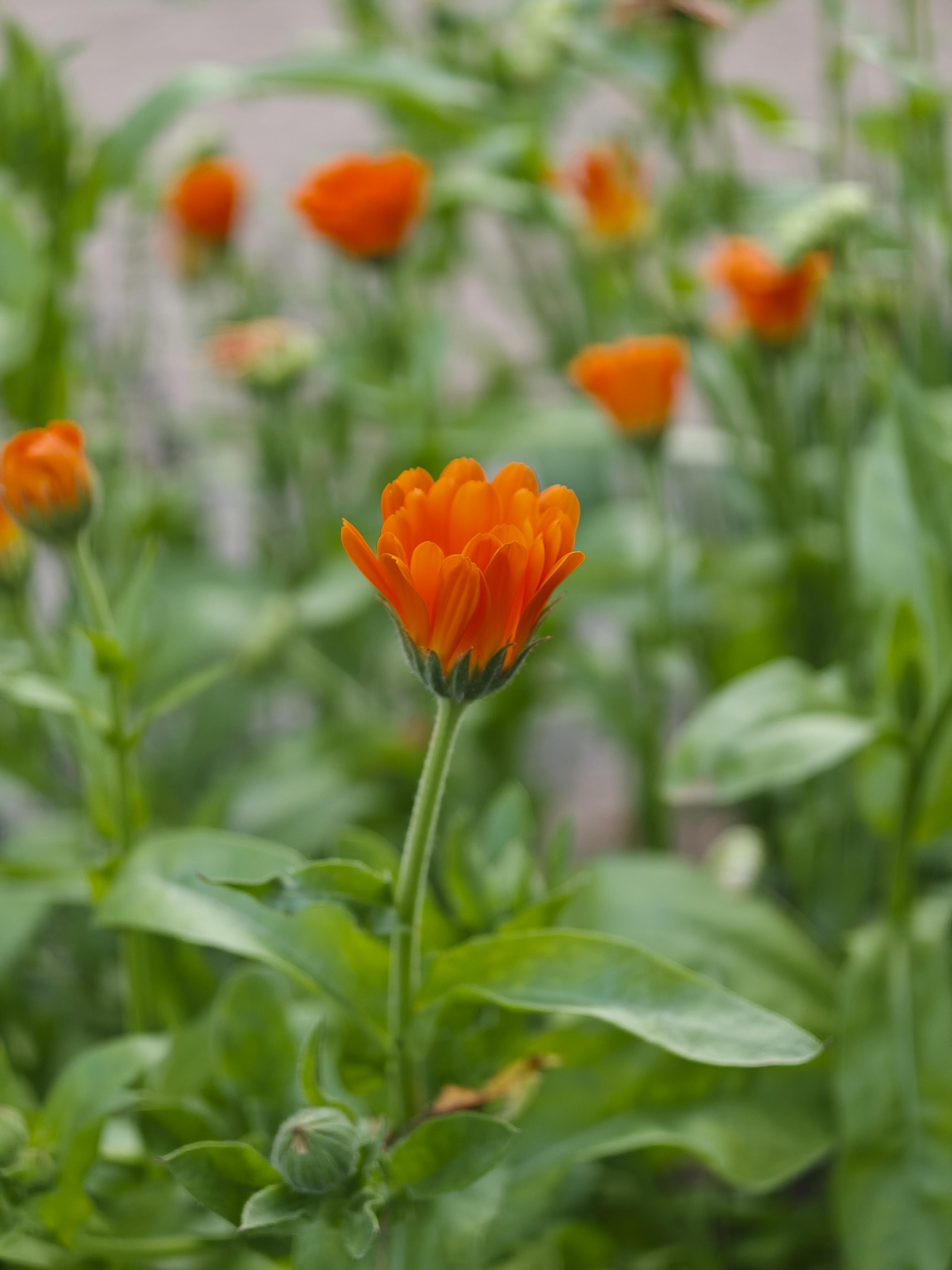 Oppo Find X8 Ultra phone sample image: orange flower closeup