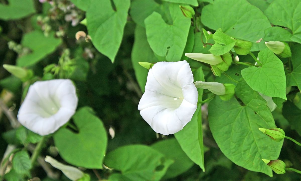 how-to-get-rid-of-bindweed-country-life