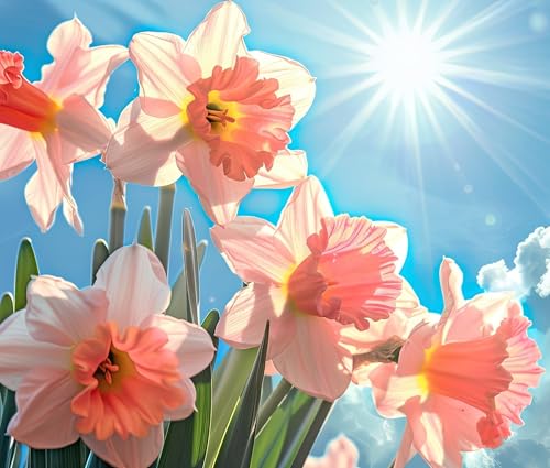 Pink Party Daffodil Bulbs for Planting (10 Bulbs) &amp;ndash; Double Pink and White Spring Flowers, Fragrant Perennial Narcissus for Garden Beds, Borders &amp;amp; Containers, Easy-Grow Fall Planted Bulbs