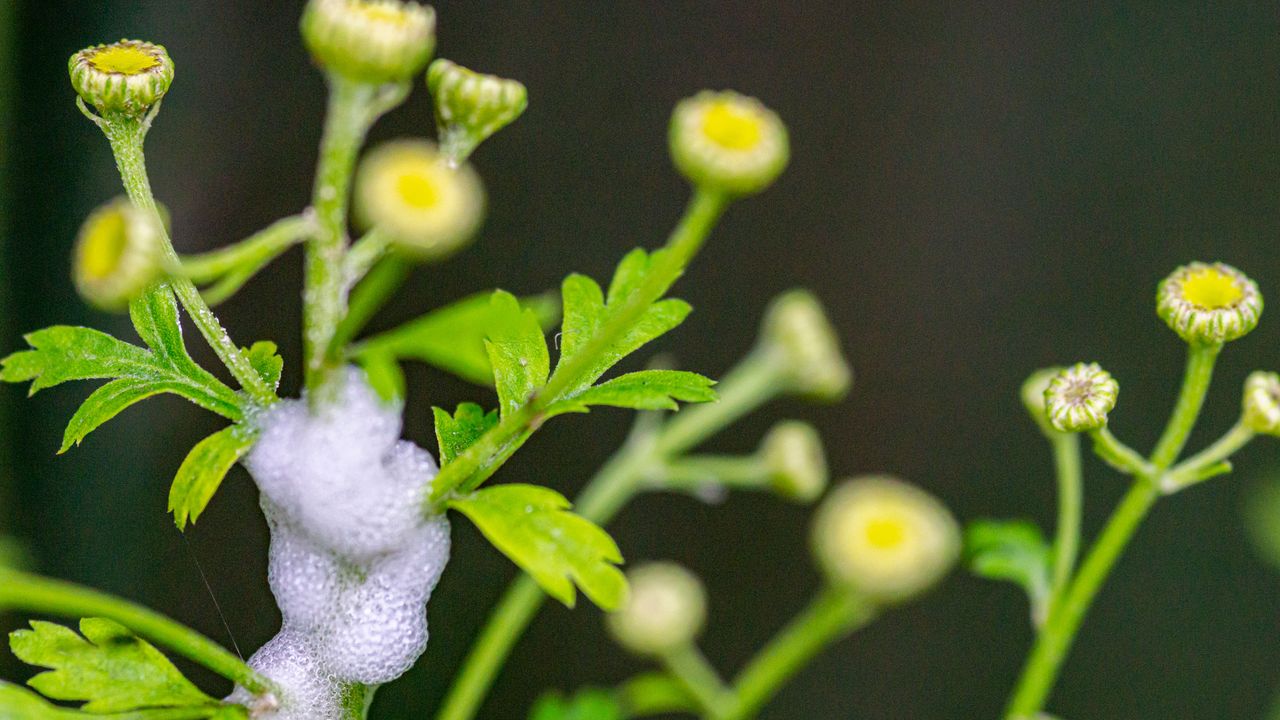 Froth from a spittlebug on a wildflower - Alphotographic - GettyImages 1152202186