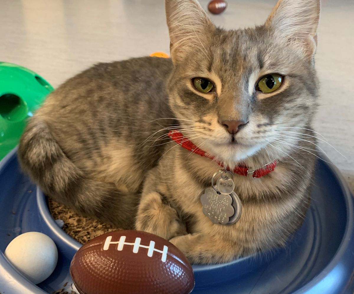 Great American Rescue Bowl