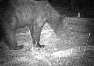 A rare black bear sighting on the South Rim of the Grand Canyon.