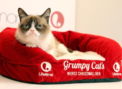 Grumpy Cat reportedly raked in nearly $100 million for her owner in 2 years