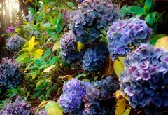 Hydrangeas - News - Marie Claire 