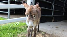 Bugsy-Donkey-Sanctuary.jpeg
