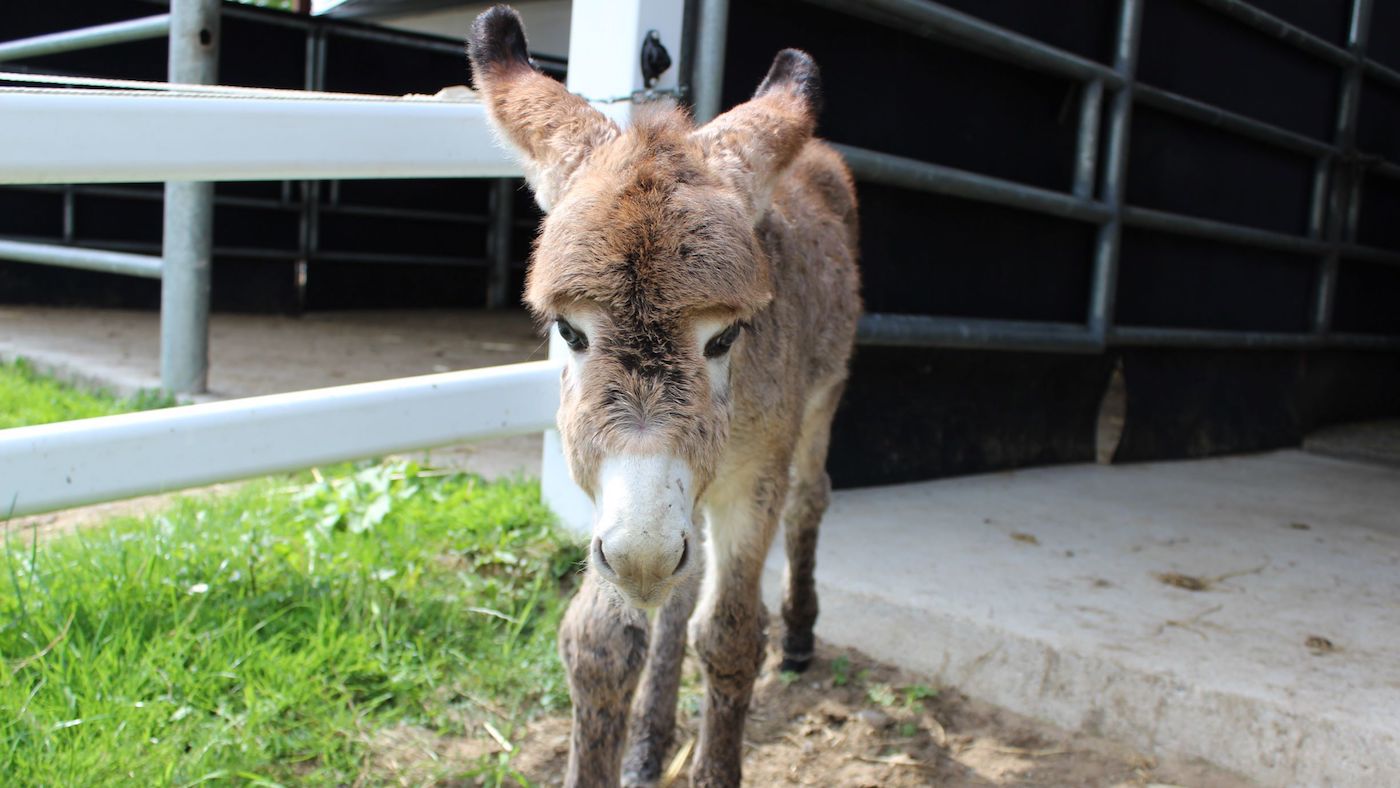 Bugsy-Donkey-Sanctuary.jpeg