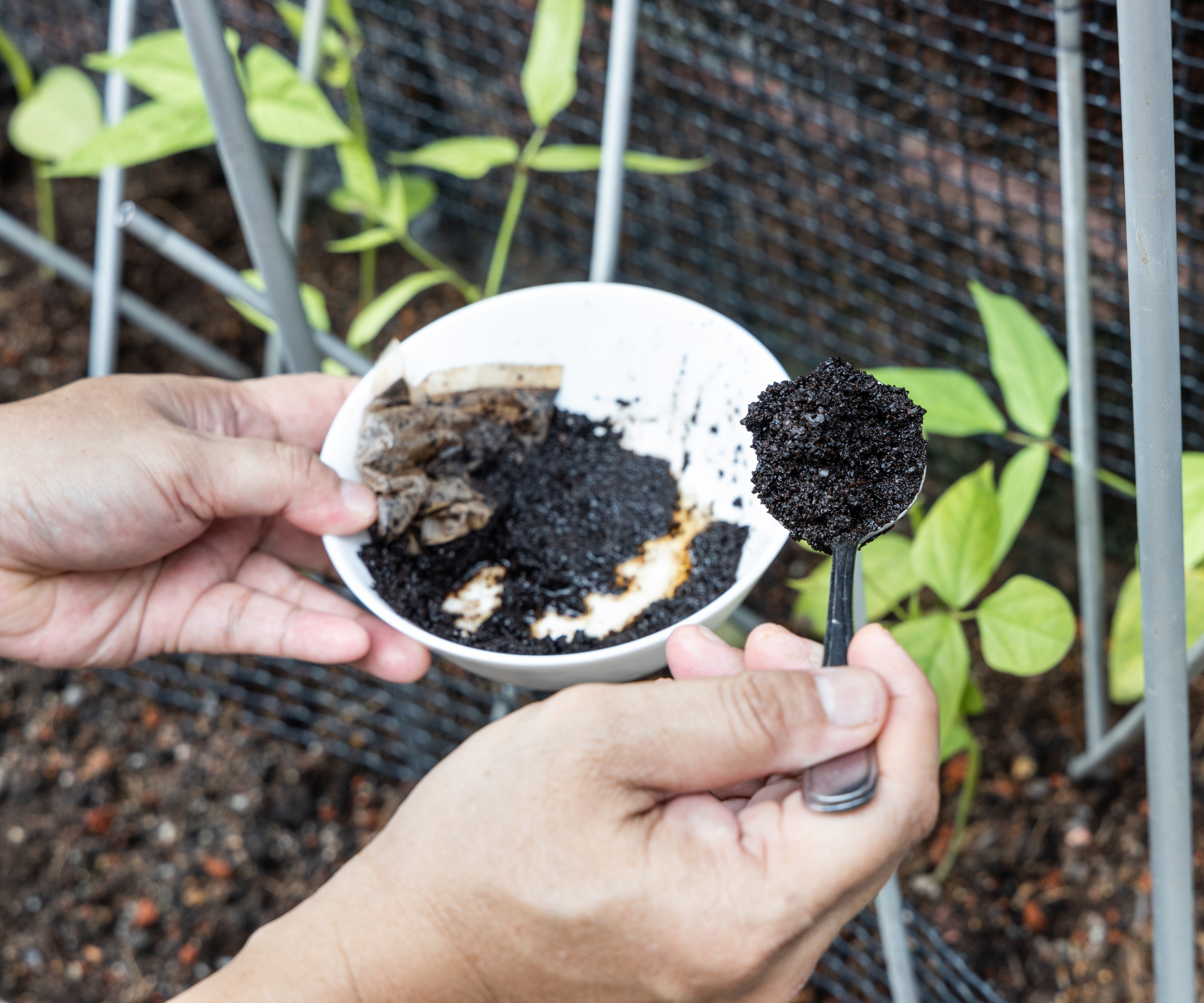 Hands holding a white bowl of coffee grounds and using a spoon to put it on plant beds in the background