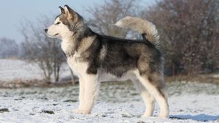 Profile of Alaskan malamute