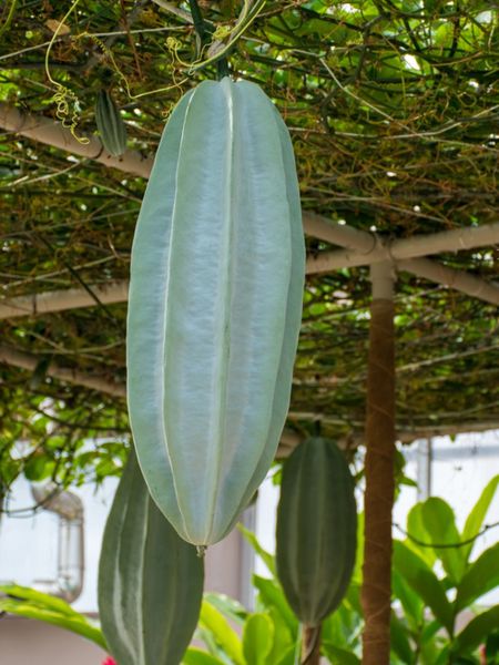 Nigerian Fluted Pumpkin Plants Growing From Above