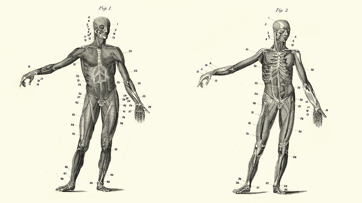 Examples of anatomically possible (first column) and impossible