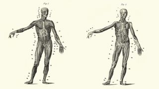 Anatomical diagram of the human form.