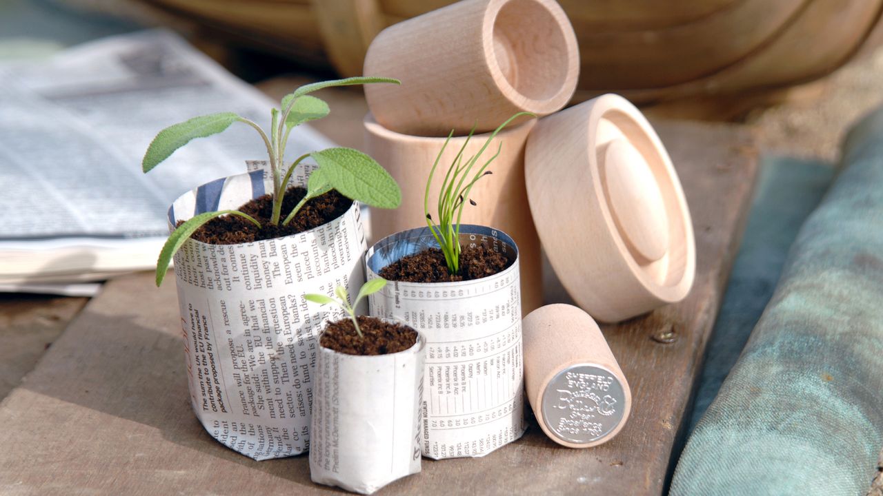 sowing seeds indoors