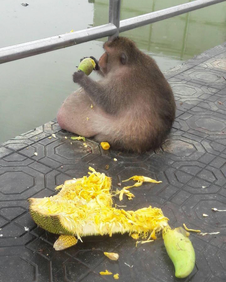 An obese long-tailed macaque in Thailand.