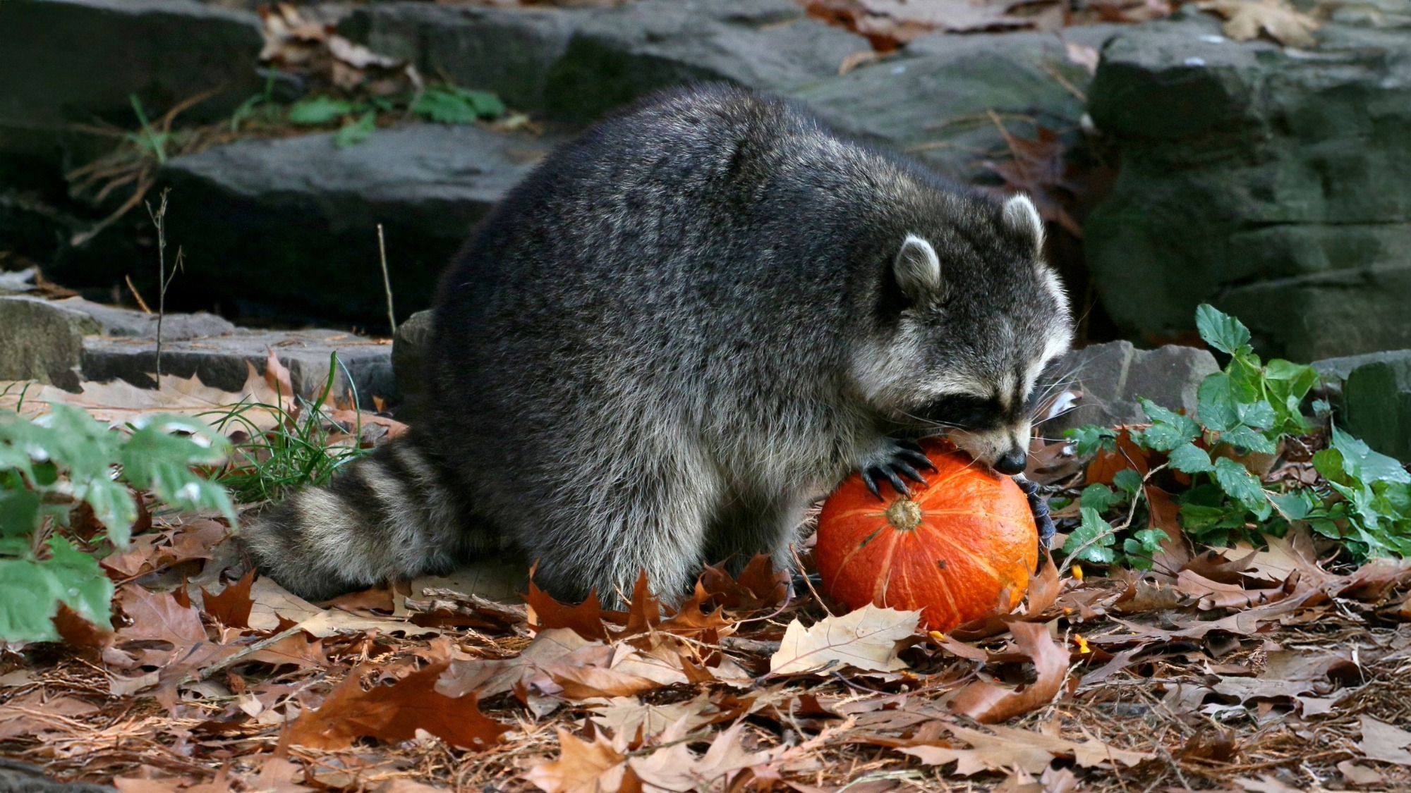 Raccoon eating vegetable 