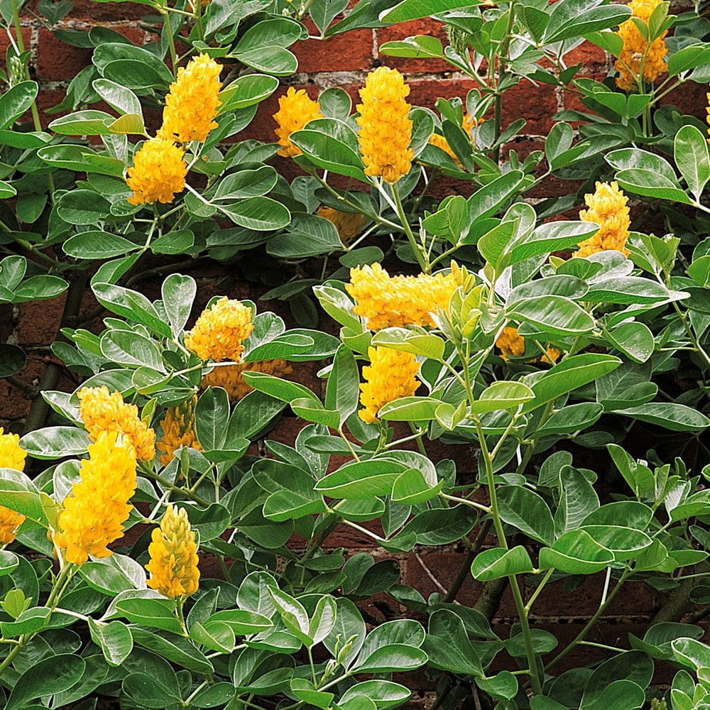 Argyrocytisus Battendieri