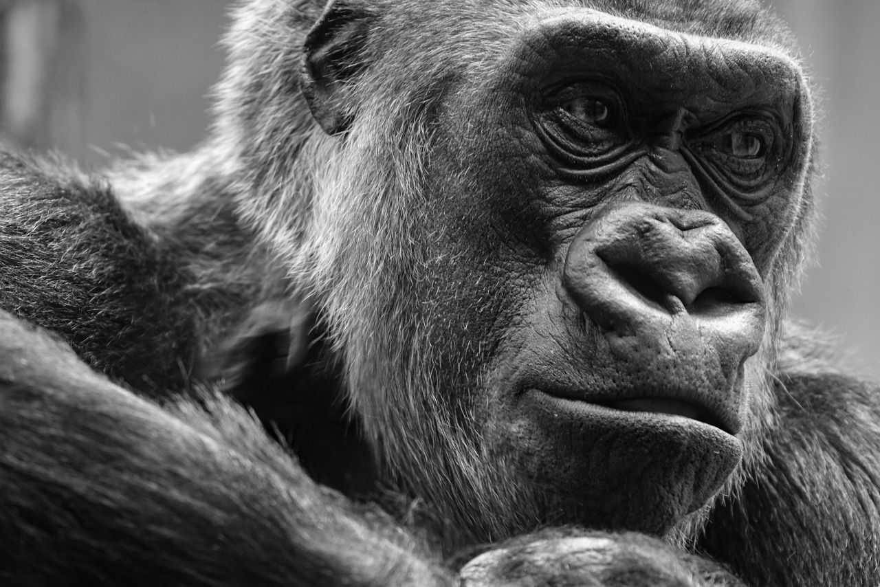 GuruShots - Monochrome Moments Jan 26