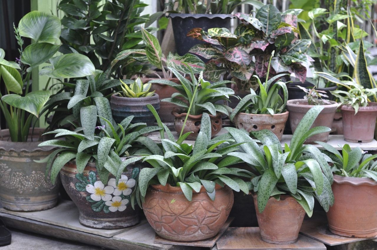 Several Outdoor Potted Plants