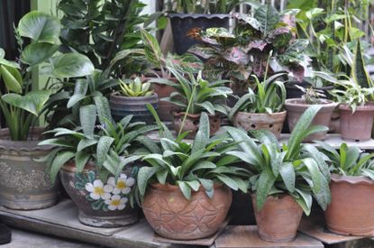 Several Outdoor Potted Plants