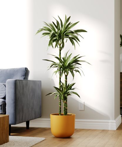 Experts Reveal The Best Trending Houseplant For 2024 Homes Gardens   Dfh3sZtYwuy6bzCpjhpeQF 415 80 