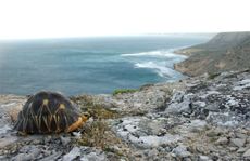 tortoise, turtles, ploughshare tortoise, conservation, habitat, breeding, threatened species, endangered species, madagascar