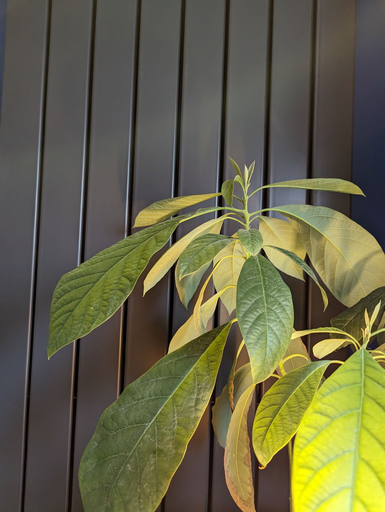 Shadow example image of foliage in front of backdrop