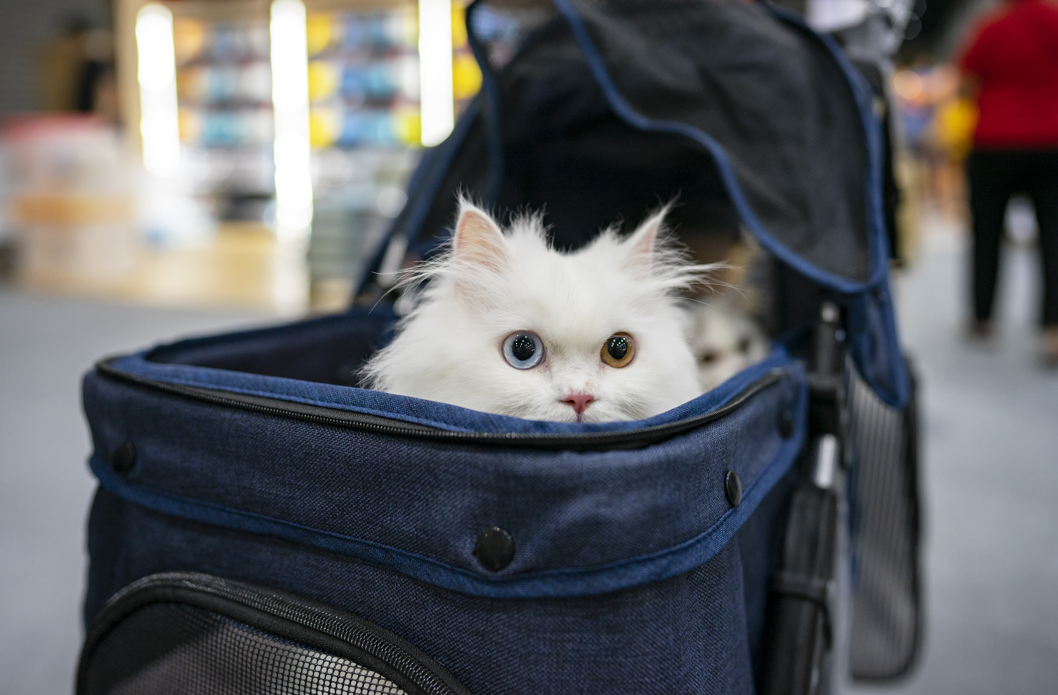 Cat in travel stroller