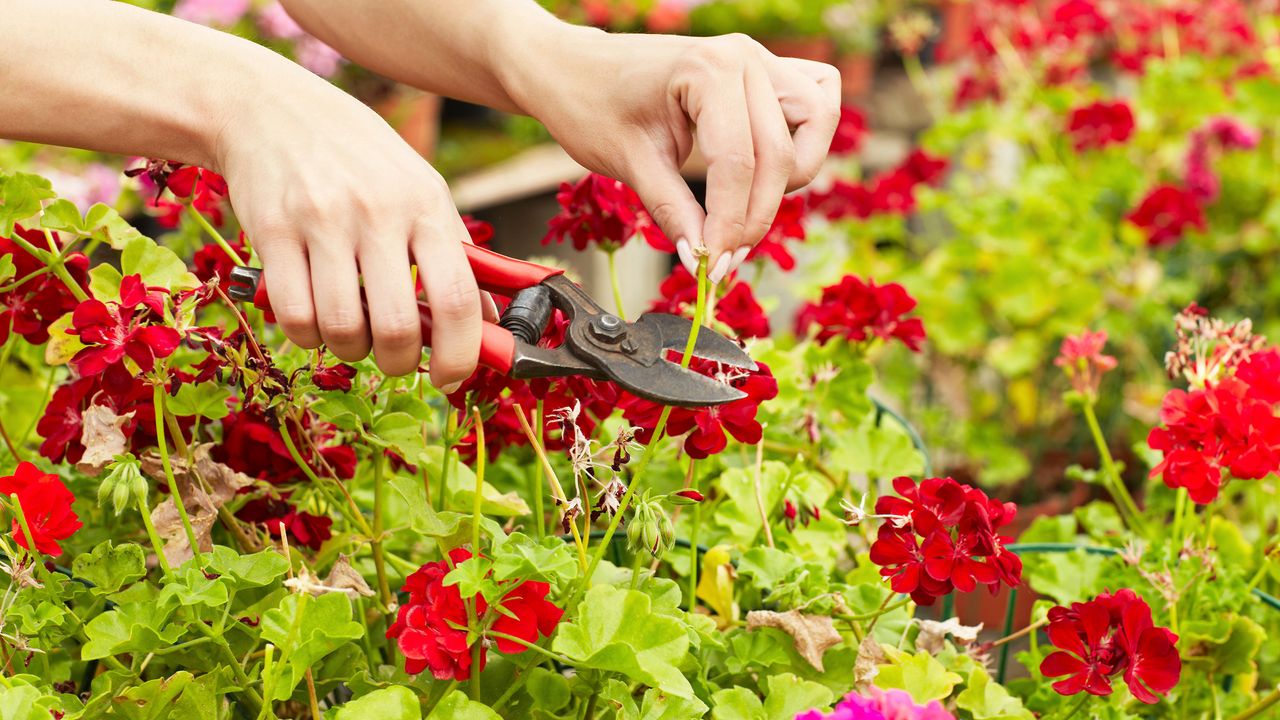 Red geraniums getting pruned