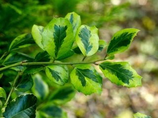 Ilex x altaclerensis Hodginsii