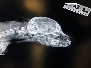 An X-ray of Narwhal's "tail" revealed that there were no vertebrae. The appendage was just skin.