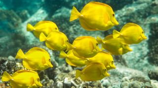 Yellow tangs in Hawaii