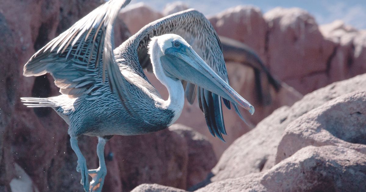 With its giant mountain ranges, vast deserts and deep canyons, America’s Wild West is full of dramatic landscapes.