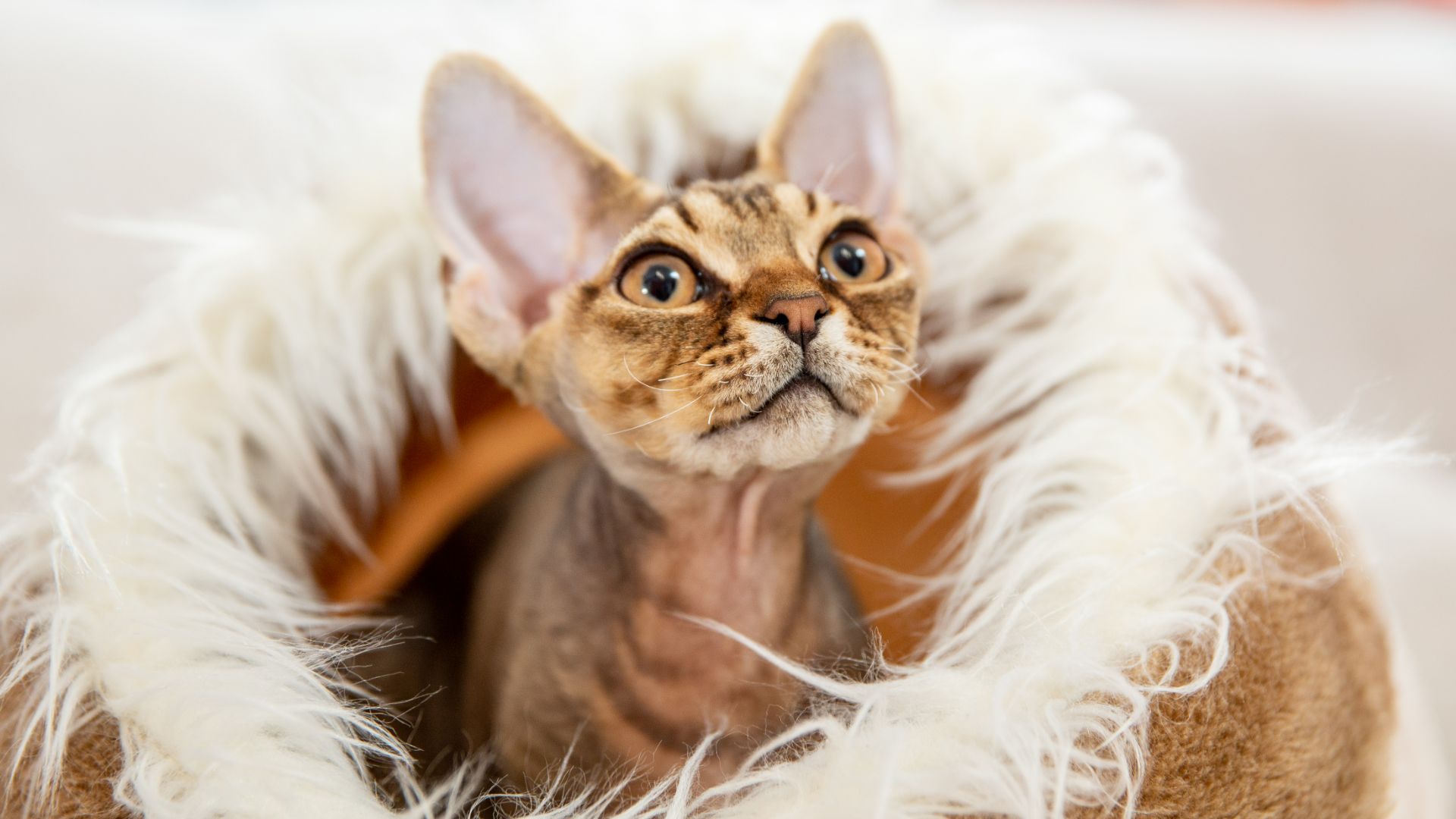 Devon Rex cat
