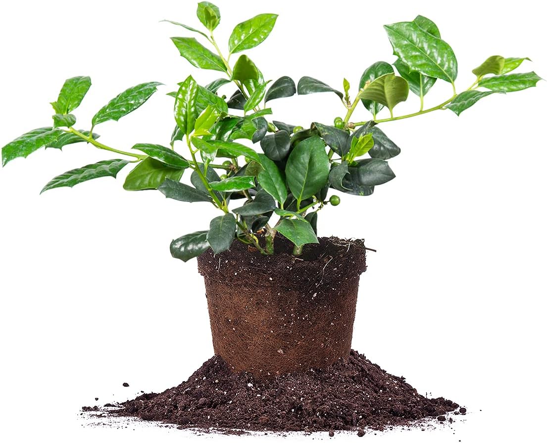 Perfect Plants Nellie Stevens Holly 1 Gal. Pot | Fast Growing Privacy Evergreen| Easy to Maintain, Glossy Green Foliage